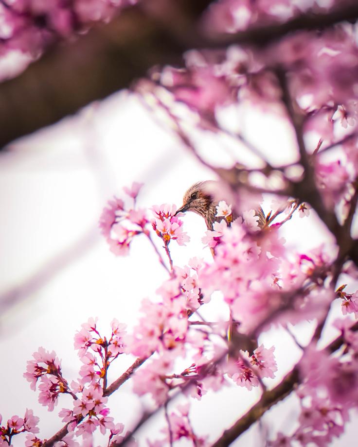 천안에서의 첫 벚꽃축제 여행후기