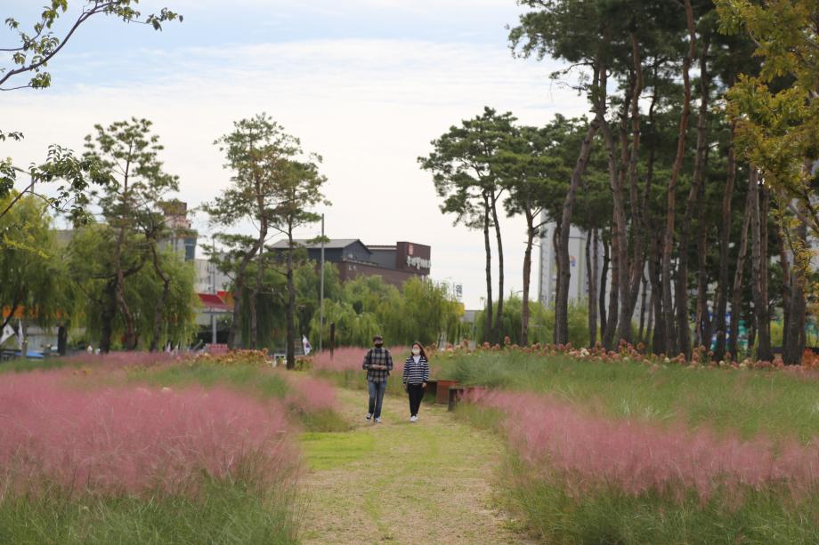 핑크빛으로 물든 천안공원 - 능수버들공원&도솔공원 핑크뮬리